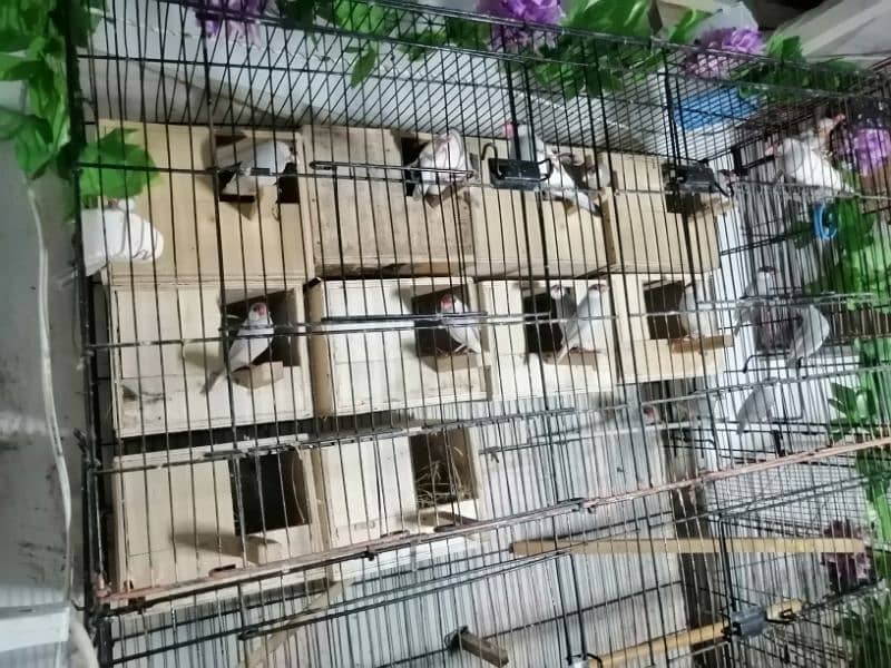 java finch for sale. 0