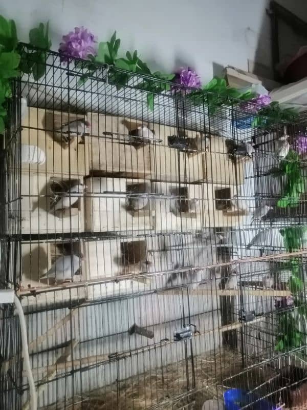 java finch for sale. 1