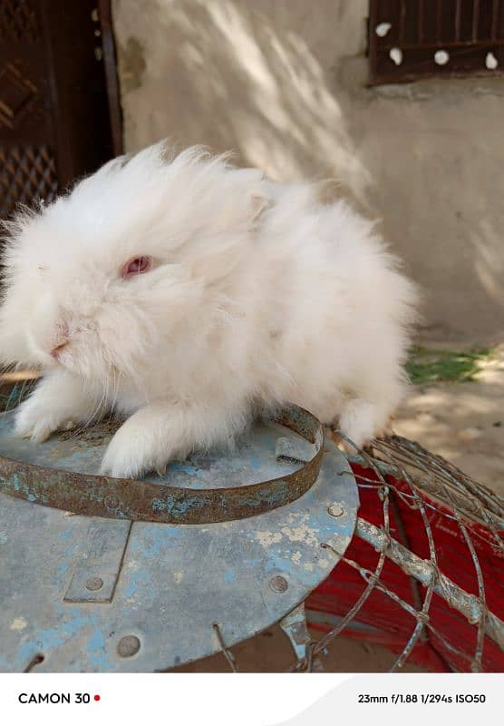 English Engora Rabbits available 1