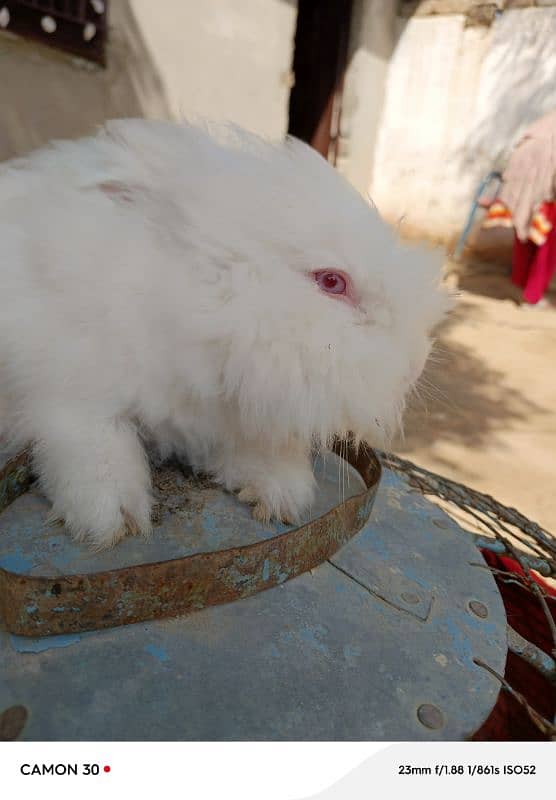 English Engora Rabbits available 2