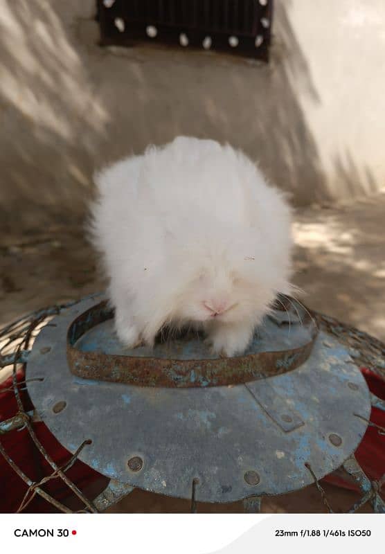 English Engora Rabbits available 3