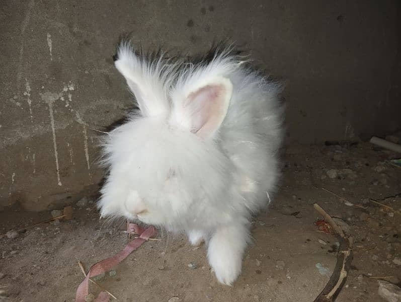 English Engora Rabbits available 5