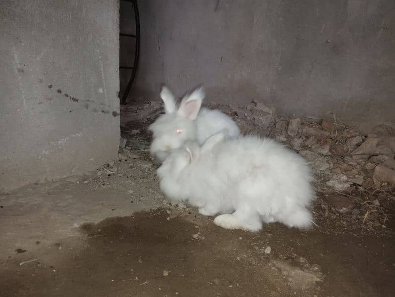 English Engora Rabbits available 6