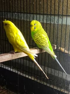 Australian parrots breeder pair Red eye female and king size male.