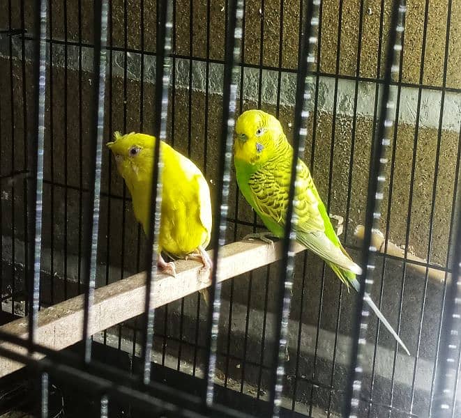 Australian parrots breeder pair Red eye female and king size male. 1