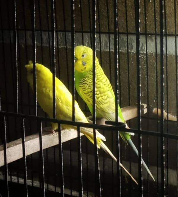 Australian parrots breeder pair Red eye female and king size male. 2