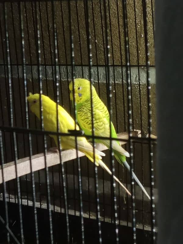 Australian parrots breeder pair Red eye female and king size male. 3