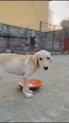 Labrador female puppy