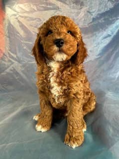 cocopoo male puppy available