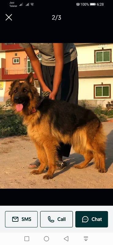 German shepherd female. 03454199223 0