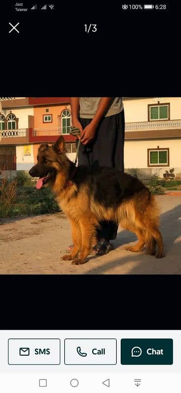 German shepherd female. 03454199223 1