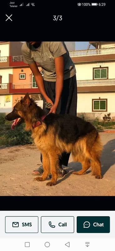 German shepherd female. 03454199223 2