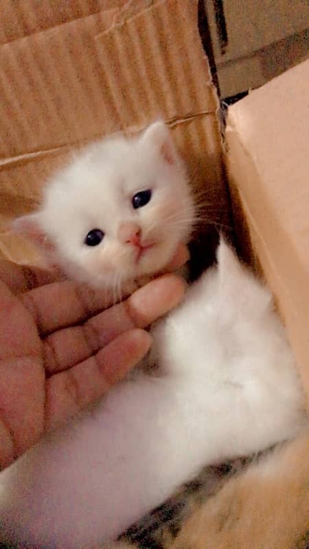 white persian kittins 0