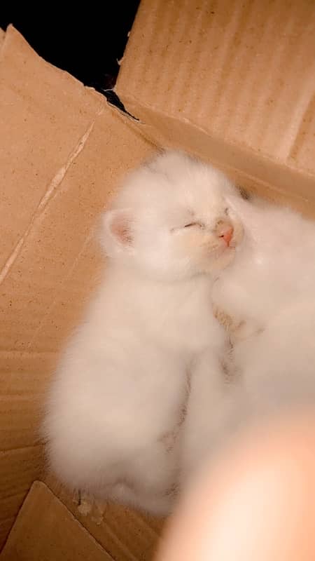 white persian kittins 1