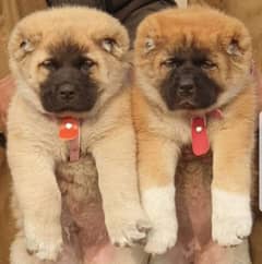 Turkish Kangaal Dog Pair Age 2 month car go available for all Pakistan