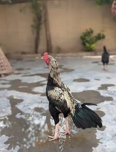 Hens for sale | Aseel Hens for sale | Aseel for sale