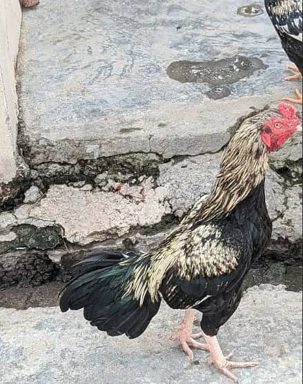 Hens for sale | Aseel Hens for sale | Aseel for sale 1