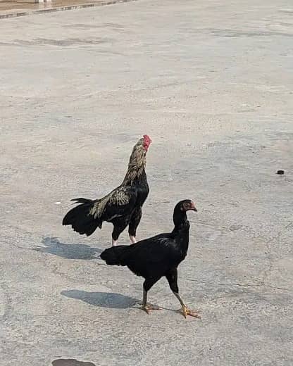 Hens for sale | Aseel Hens for sale | Aseel for sale 2