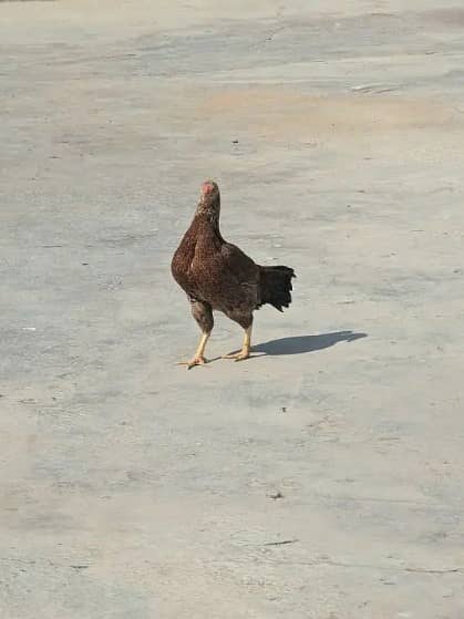 Hens for sale | Aseel Hens for sale | Aseel for sale 3