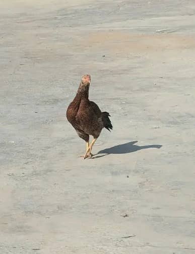 Hens for sale | Aseel Hens for sale | Aseel for sale 4