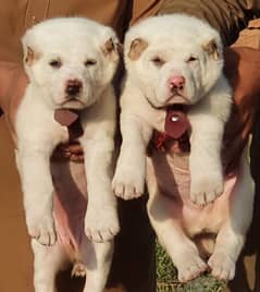 alabai puppies pair full security dogs havey bone for sale