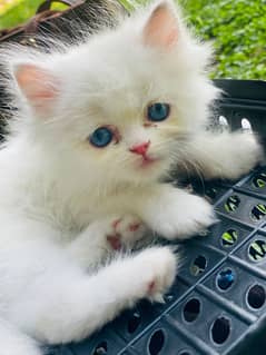 Persian punch face blue eys longcoat kitten