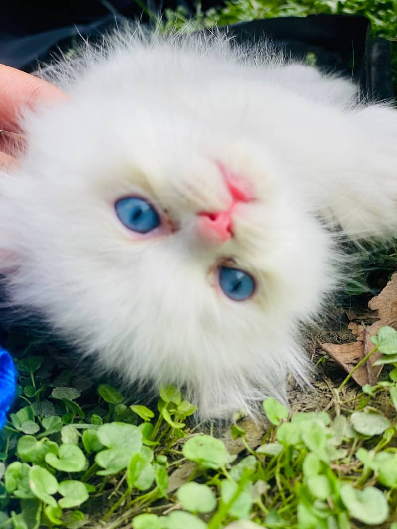 Persian punch face blue eys longcoat kitten 1