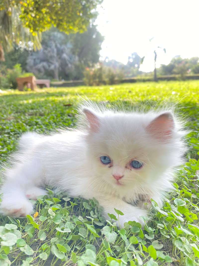 Persian punch face blue eys longcoat kitten 3