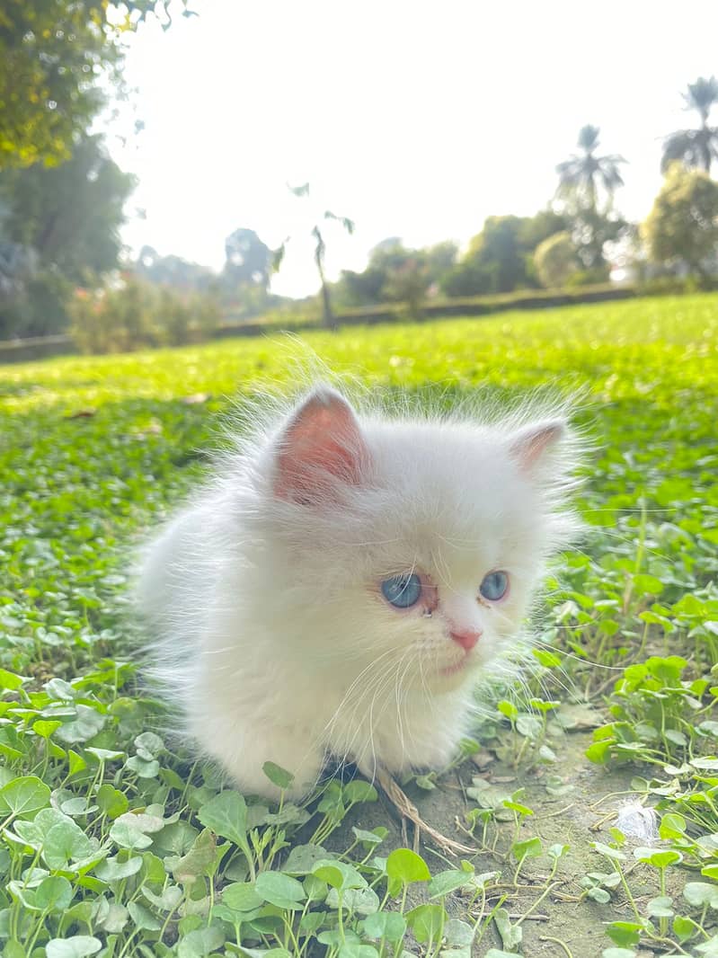 Persian punch face blue eys longcoat kitten 5