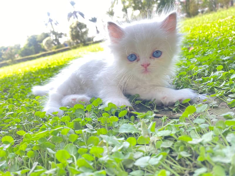 Persian punch face blue eys longcoat kitten 9