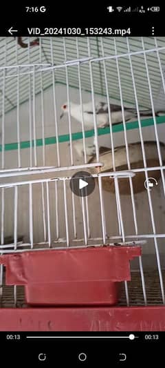 Pied dove breeder pair 3300