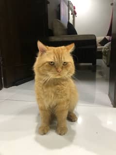 Pure Persian cat