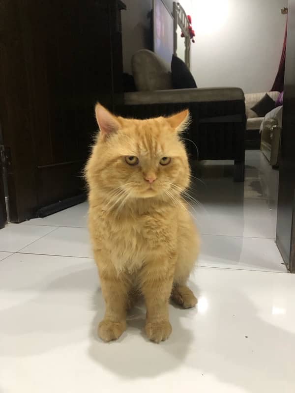 Pure Persian cat 0