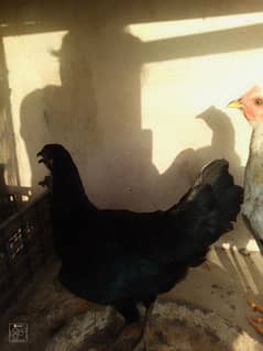 Aseel hens for sale