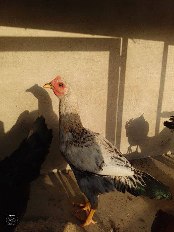 Adeel hens for sale 1