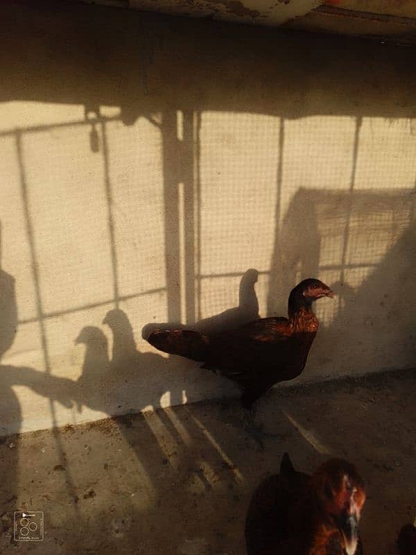 Adeel hens for sale 2