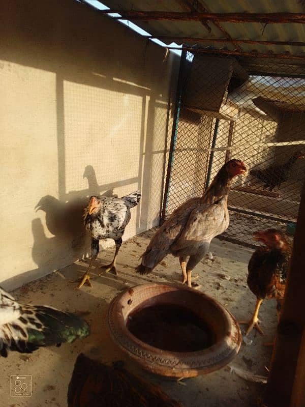 Adeel hens for sale 3