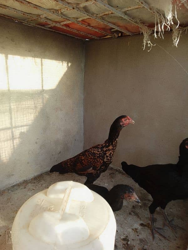 Adeel hens for sale 4