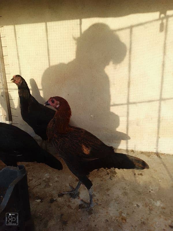 Adeel hens for sale 5