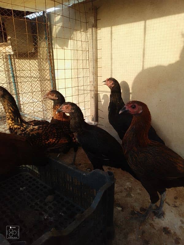 Adeel hens for sale 6