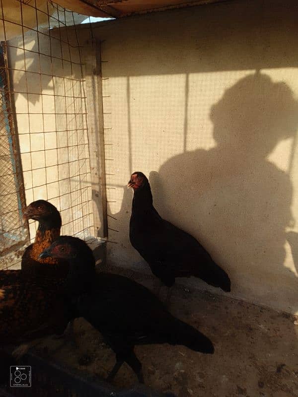 Adeel hens for sale 7