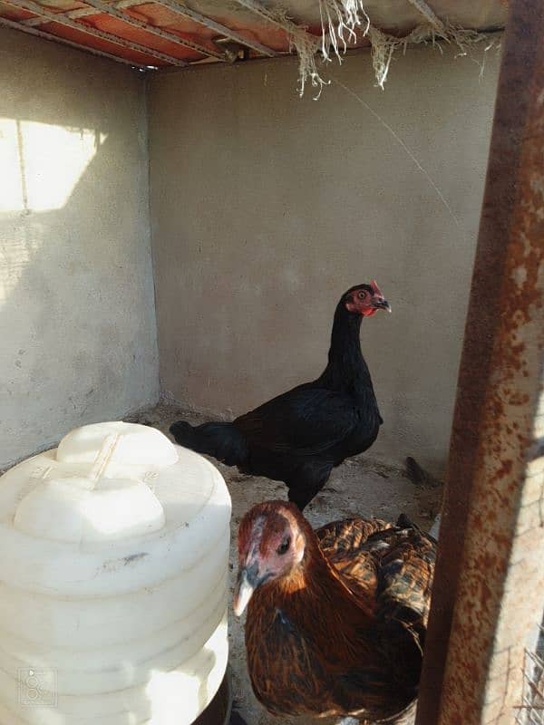 Adeel hens for sale 8