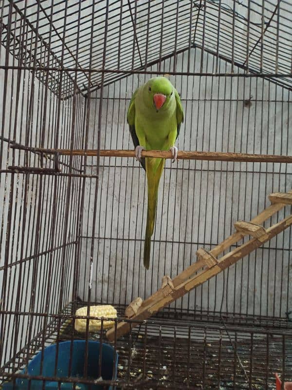 parrot 0