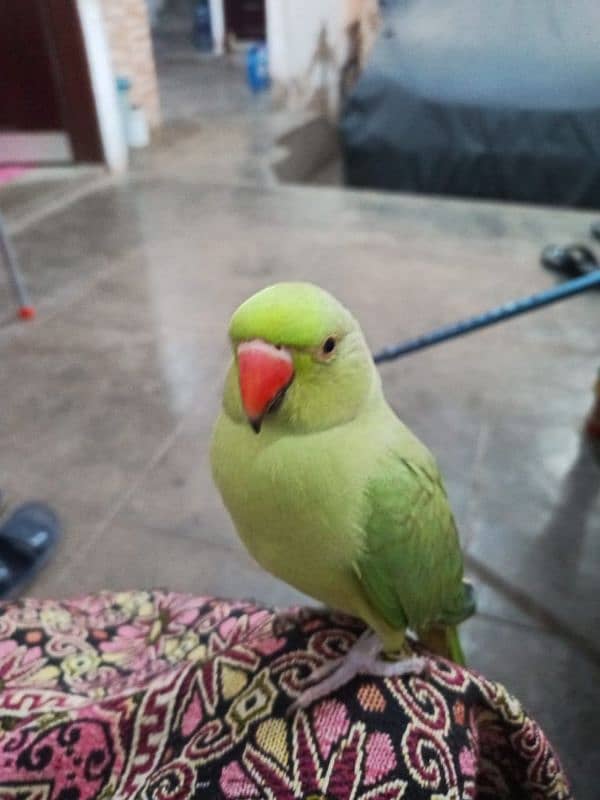 parrot 1