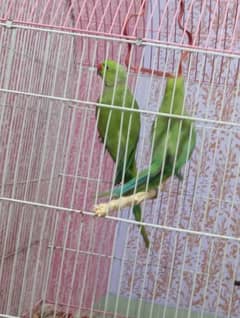 green parrot confirmed breeder pair