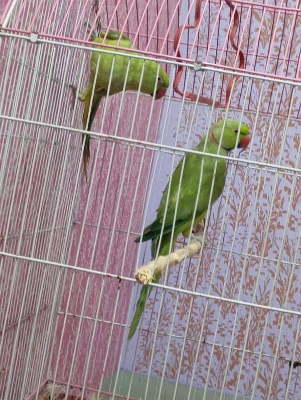 green parrot confirmed breeder pair 1