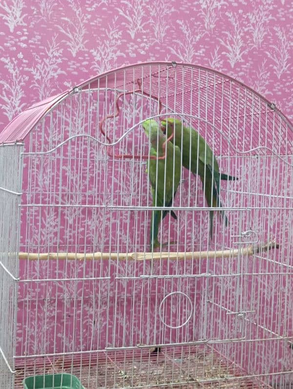 green parrot confirmed breeder pair 2