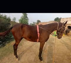 for sale  beautiful horse 0309 4290398