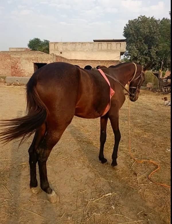 for sale  beautiful horse 0309 4290398 1