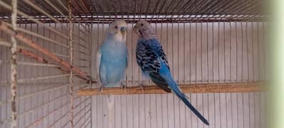 budgie for sale